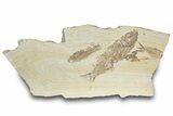 Multiple Fossil Fish (Mioplosus, Knightia & Diplomystus) Plate #307169-1